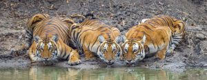 Read more about the article Golden Triangle with Tiger Safari