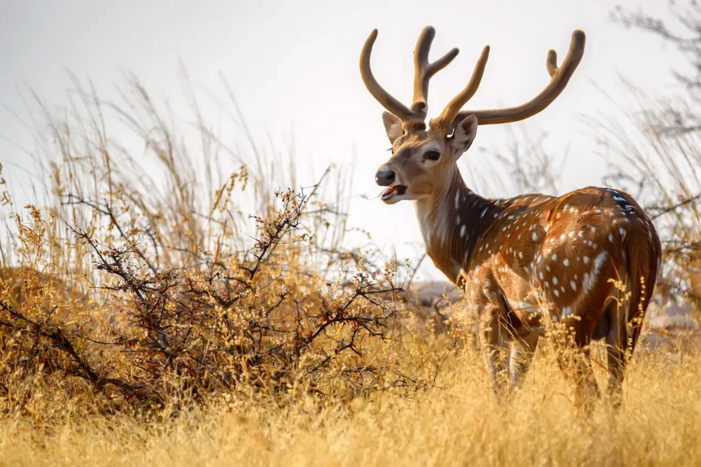 ranthambore_tour